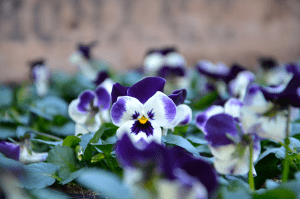 So geht Frühling mitten im Winter